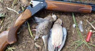 Louisiana Dove hunting season begins Saturday
